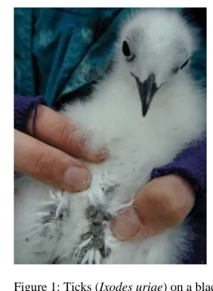 Figure 1: Ticks (Ixodes uriae) on a black kittiwake chick in northern Norway. Photograph by T