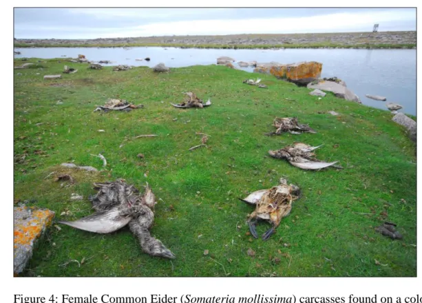 Figure 4: Female Common Eider (Somateria mollissima) carcasses found on a colony after 23 