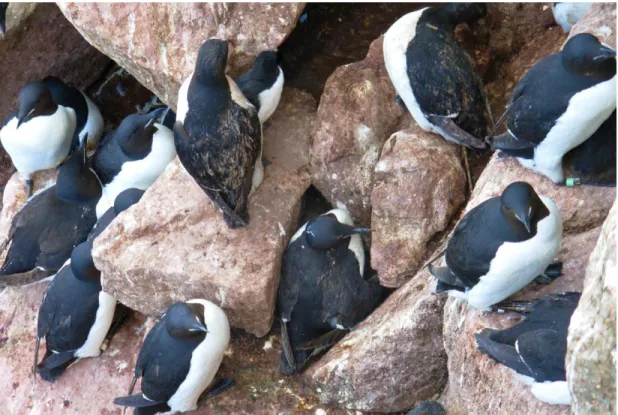 Figure 5: Faecal matter on thick-billed murres (Uria lomvia) nesting below others at a seabird 29 