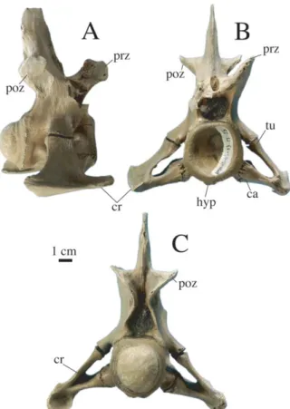 Figure 9. Cervical vertebra of Gavialis cf. bengawanicus (DMR- (DMR-KS-05-03-27-15) from the Early Pleistocene of Khok Sung (Nakhon Ratchasima Province, Thailand)