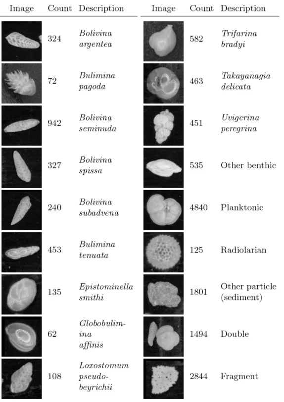 Figure 4. Example image from each class of training set constructed from cores MD02-2508 and MD02-2519, classified mainly by species.