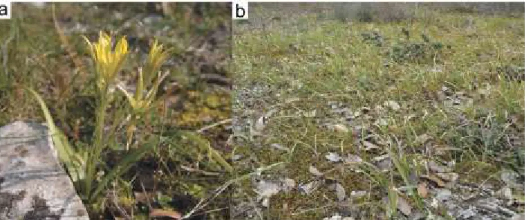 Figure  1.  Pictures  of  Gagea  lacaitae:  (a)  flowering  individual  (Castries,  2012/03/22)  and  (b)  vegetative  population  (Junas, 2014/ 03/11), © H