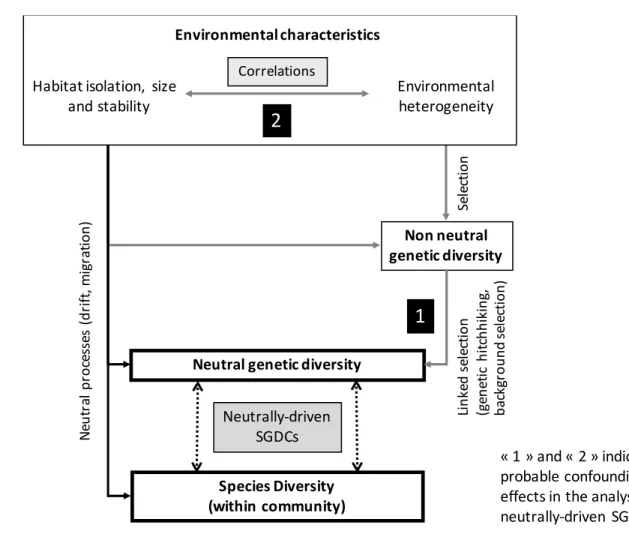 Figure 1. Relationship between species diversity within a community and neutral genetic 639 
