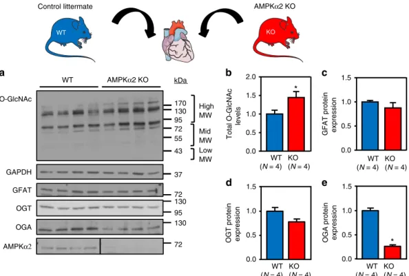 Fig. 5 O-GlcNAc levels are increased in AMPK α 2 KO mice. a – e Representative immunoblot and quanti ﬁ cation of protein O-GlcNAcylation levels (b), GFAT (c), OGT (d), OGA (e) and AMPK α 2 expression in AMPK α 2 KO mice compared to control littermates (WT)