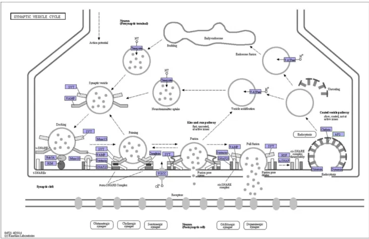 Fig. 5. Synaptic vesicle cycle pathway. 