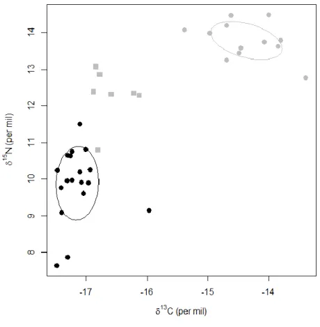Fig. 5 Individual stable carbon and nitrogen isotope values of Scopoli’s shearwaters measured on P1 (black- (black-filled circles) and P10 (grey-(black-filled symbols) feathers