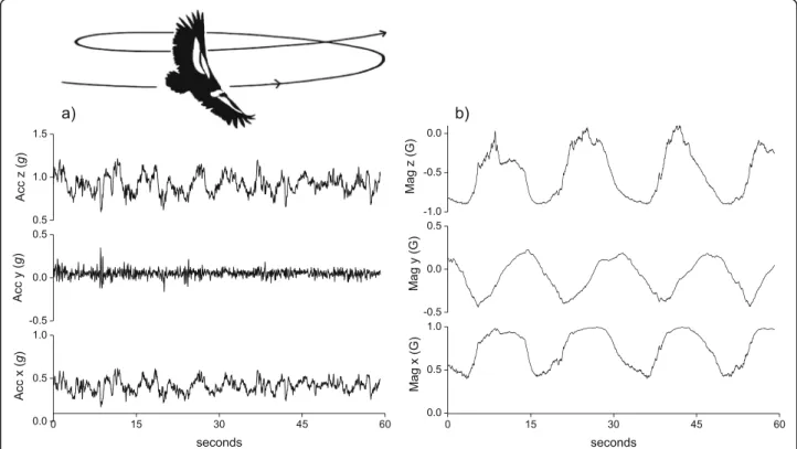 Fig. 1 A time series plot of 40 Hz tri-axial acceleration data (a) and tri-axial magnetometry data (b) of a Himalayan griffon vulture (Gyps himalayensis) soaring in a thermal updraught in France (a hand-tame captive individual)