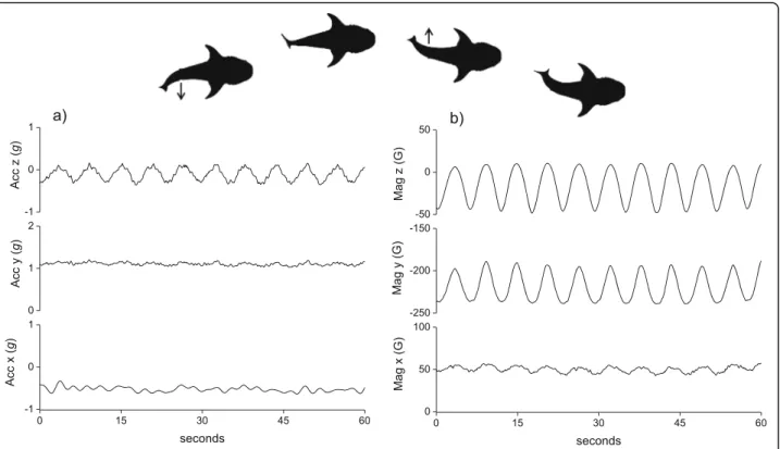 Fig. 2 A time series plot of 6 Hz tri-axial acceleration (a) data and its associated tri-axial magnetometry data (b) in a swimming whale shark (Rhincodon typus) (equipped in Australia)
