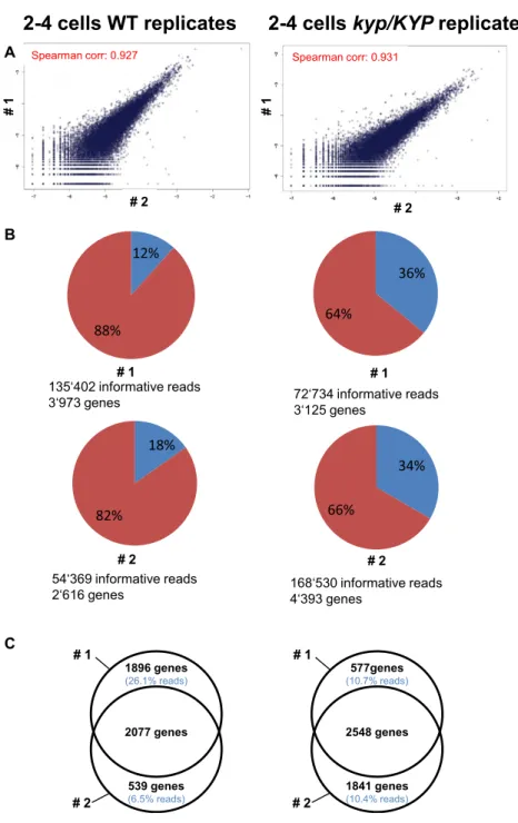 Figure S1. Replicate Transcriptome Profiling from Wild-Type and Mutant Embryos at the 2–4 Cell Stage, Related to Figure 1 and Figure 4 Allele-specific profiling of wild-type and kyp/KYP mutant embryos at the 2-4 cell stage was performed in two independent 