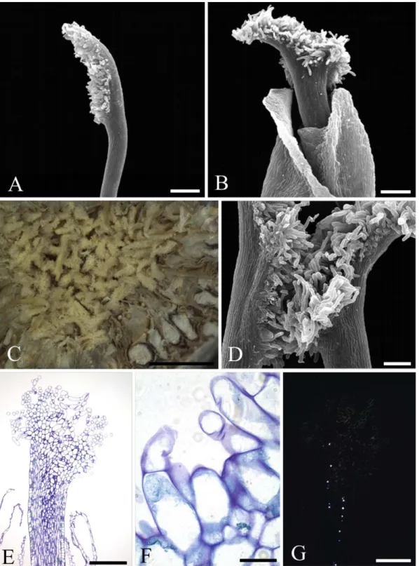 Fig. 3. Stigmata of longer-styled (A, C, D) and shorter-styled (B, E, F, G) flowers of Ficus lyrata (monoecious,  active)