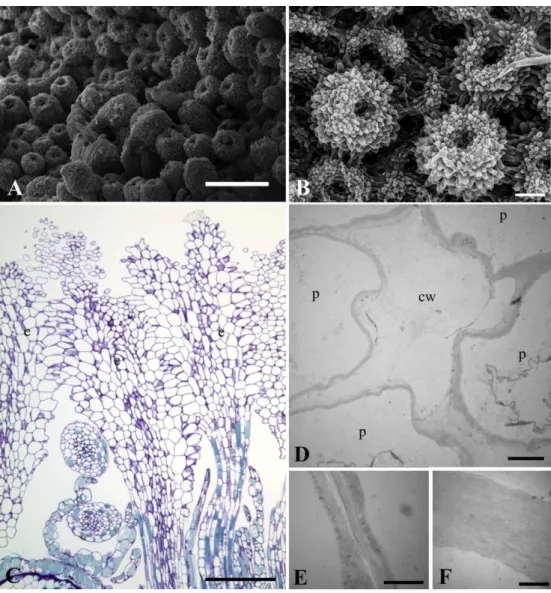 Fig. 6. Stigmata of pistillate flowers of Ficus racemosa (monoecious, active). A. Cohesive and  continuous  synstigma  (SEM)