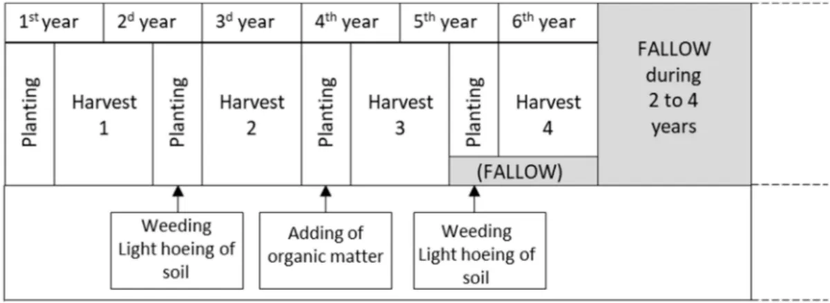 Figure 5. Cultivation/fallow cycle of RF.