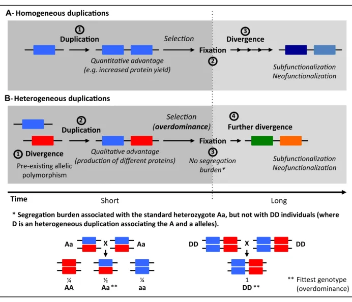 Figure 1. Origins and adaptive fates of the different types of gene duplications.