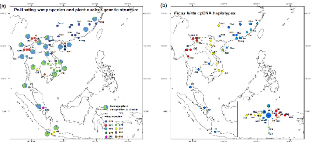 FIGURE 3 -Neighbour -joining microsatellite genotype networks for (a) the pollinating wasps  and (b) Ficus of F