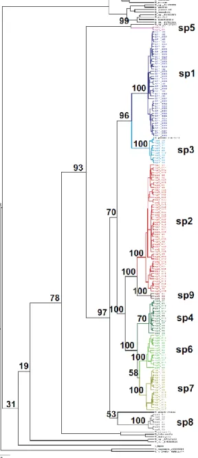 FIGURE 1 -COI Bayesian phylogenetic tree of the Valisia fig wasp pollinators associated with  Ficus hirta, including all GenBank sequences of pollinating sp5 wasps reared from Ficus subg