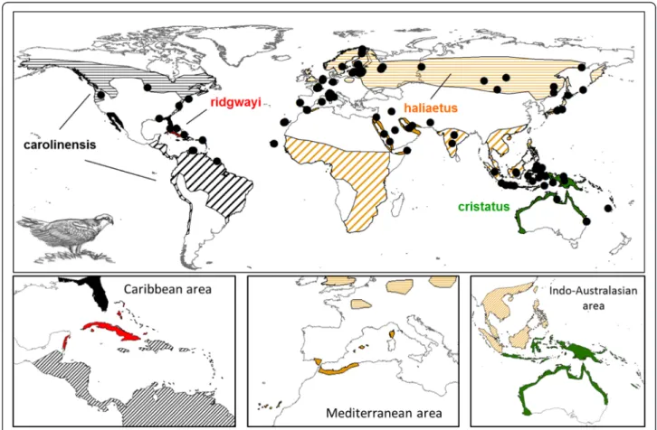 Fig. 1 Geographical distribution of Pandion haliaetus. Ranges for the four recognized subspecies are in different colors: black for carolinensis, red for ridgwayi, orange for haliaetus and green for cristatus