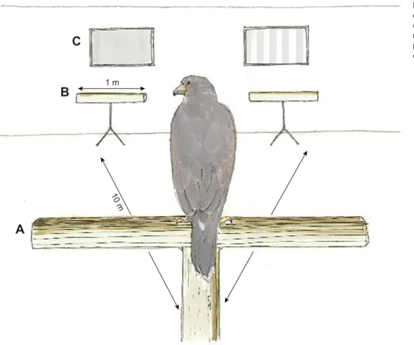 Fig. 1. Schematic drawing of the experimental setup used to estimate the visual acuity of raptors