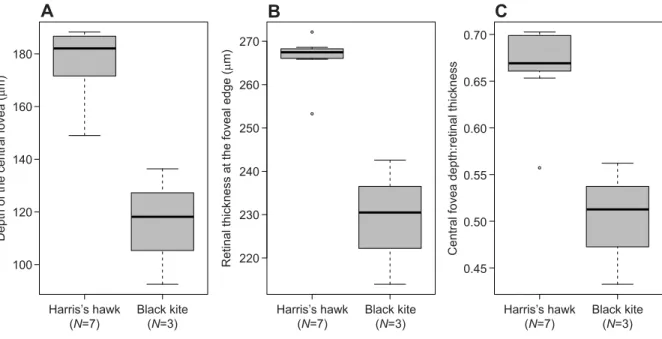 Fig. 4. Foveal and retinal characteristics of Harris ’ s hawks and black kites. (A) Depth of the central fovea (Wilcoxon test, W=21, P=0.017)