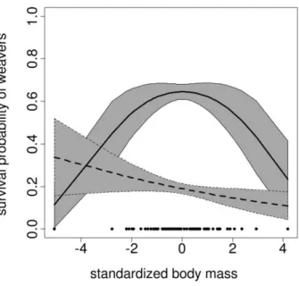 Figure 1: Relationship between survival and body mass in sociable weav- weav-ers obtained by a mark-recapture analysis (solid line) and a naive analysis assuming perfect detection (dashed line)