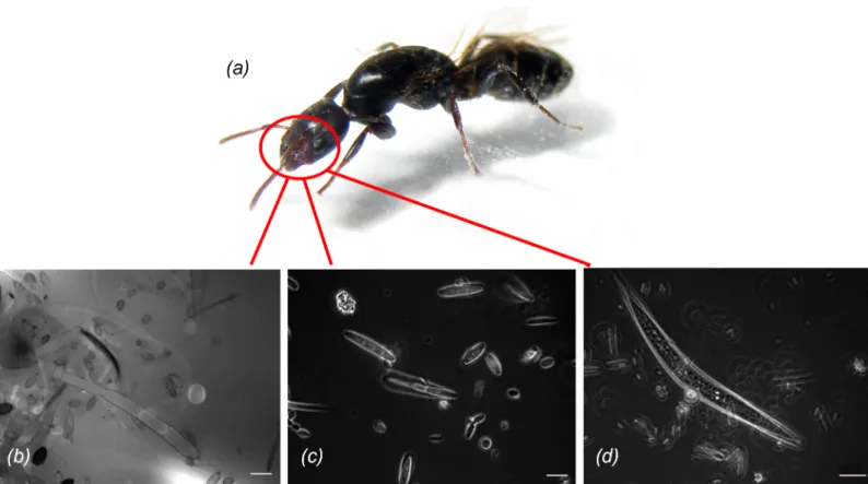 Fig 4. Infrabuccal pocket content of founding queens. Founding queens (a) carry in their infrabuccal pockets (b) hyphae, (c)a number of unclassified particles, and (d) nematode dauerlarvae