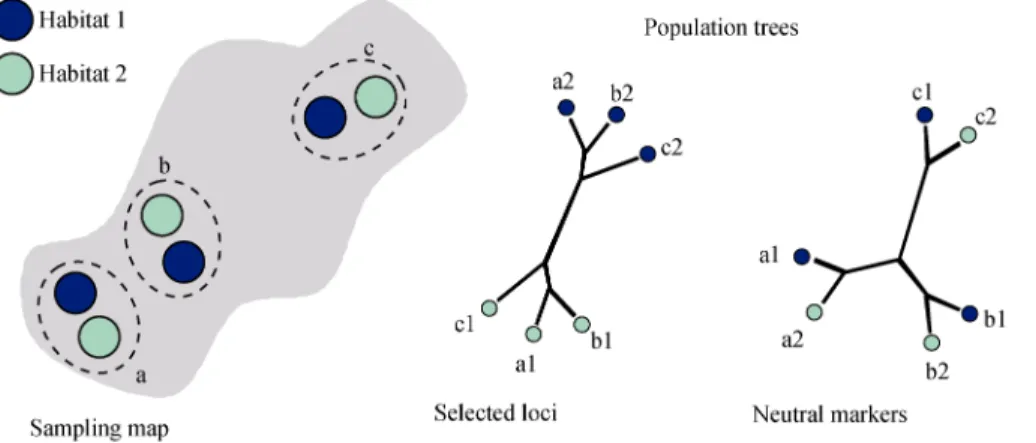 Fig. 1    The thorn in the side of ecological speciation 