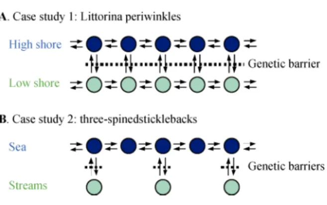 Fig. 3    Landscape structures used to model case studies  A. The rough periwinkle Littorina saxatilis