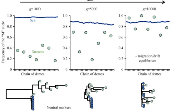 Fig. 6    Simulation outputs obtained with the stickleback landscape illustrated in Fig