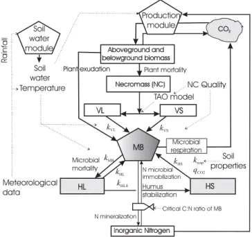 Fig. 1. Flow diagram for the MOMOS model coupled with a soil water module and a production module; MB is the microbial biomass, VL is the labile necromass (NC), VS is the stable  necro-mass (NC); HL is the labile humus, HS is the stable humus; see table 3 