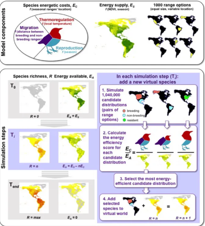 Fig.  1:  Model  description.  The  model  is  built  from  three  main  components:  species’ 