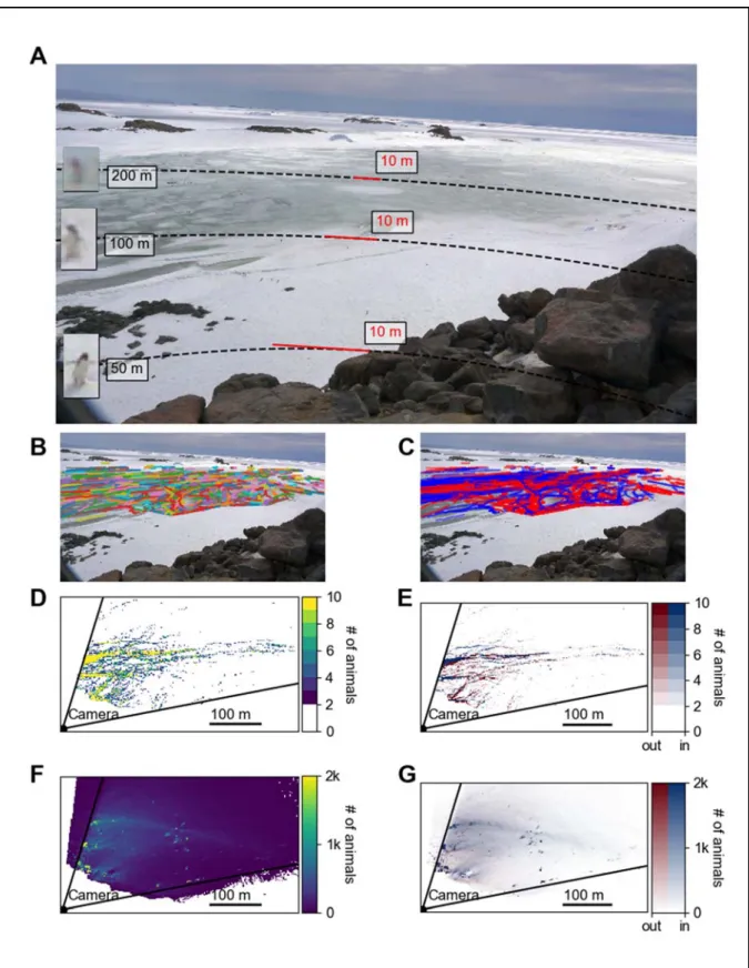 Fig. 5: (A) Image recorded with micrObs. The dashed curves show circles with distances of 50 m, 100  m, and 200 m around the camera. The solid red lines mark a line of 10 m length at the respective  distances from the camera. Insets show examples of pengui