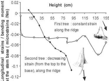 Fig. 6. Longitudinal strains (ratios to the basal moment) measured during bending tests along the buttress ridges of two Sloanea species
