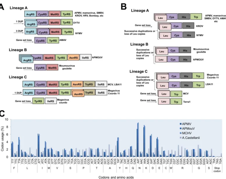 Fig 1. Schematic view of mimiviruses’ aaRS (A) and tRNA (B) and codon/amino acid usage (C)