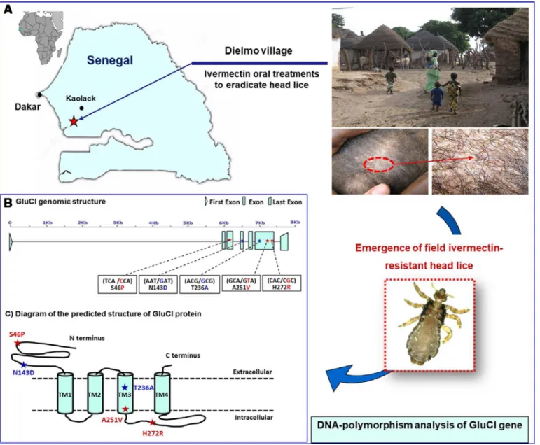 Fig 1. Mutations  in GluCl associated with ﬁeld  ivermectin-resistant  head lice in rural  human populations  of Senegal
