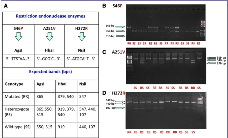 Fig 2. Polymerase chain reaction restriction fragment length polymorphism (PCR-RFLP) assays for genotyping S46P, H272R, and A251V mutations of the GluCl gene