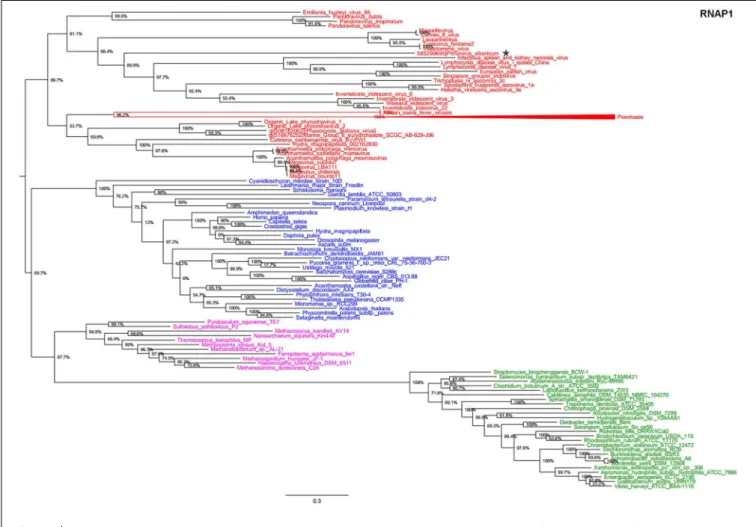 FIGURE 1 | RNAP1 phylogenetic tree. The RNAP1 tree was built by using aligned protein sequences from Megavirales (red), Bacteria (green), Archaea (pink), and Eukarya (blue)