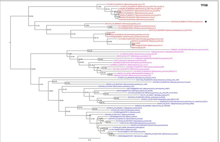 FIGURE 4 | Transcription factor II B (TFIIB) phylogenetic tree.