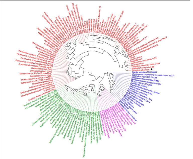 FIGURE 5 | Hierarchical clustering dendrogram. The dendrogram tree was generated based on the presence/absence of genes in a matrix of informational COGs from Megavirales (red), Bacteria (green), Archaea (pink), and Eukarya (blue)