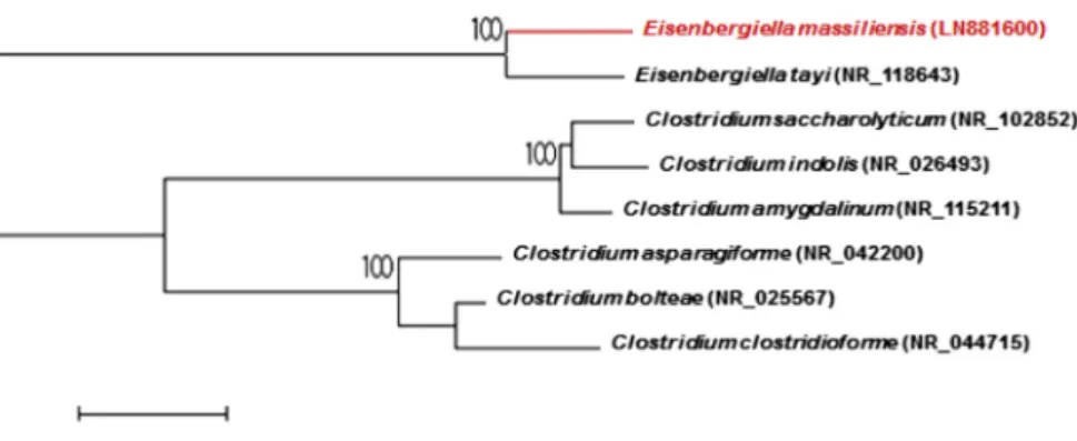 FIG. 1. Phylogenetic tree showing the position of ‘ Eisenbergiella massiliensis ’ strain AT11 relative to other  phyloge-netically related species