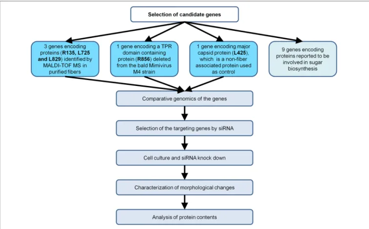 FIGURE 1 | Flow chart of the strategy implemented to characterize Mimivirus gene function using siRNA.