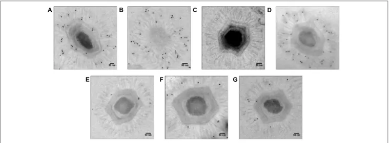 FIGURE 3 | Electron microscopy with immunogold targeting of Mimivirus fiber proteins using anti-fiber antibodies (1:100).
