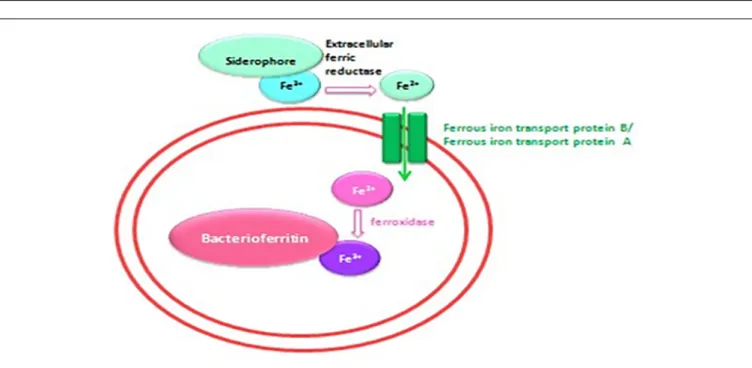 FIGURE 7 | Schematic representation of the iron transport mechanism in bacteria.