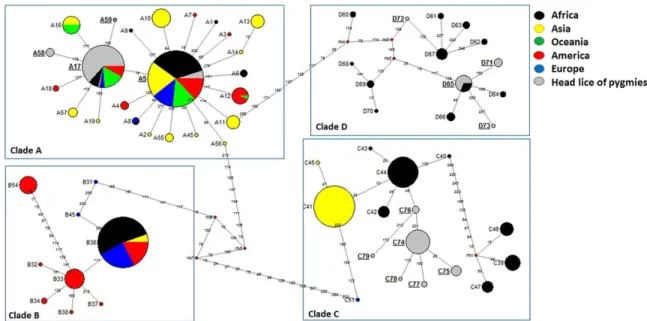 Fig 2. Cytb haplotype networks of human body and head lice. Each circle indicates a unique haplotype and variations in circle size are proportional to haplotype frequencies