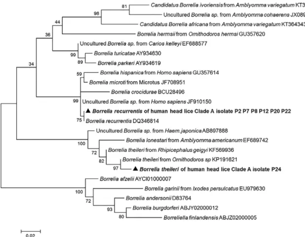 Table 4. The other 52/202 (25.74%) sequences also rated resembled Acinetobacter but were of poor quality, which is assumed to be due to co-infection with several Acinetobacter species.