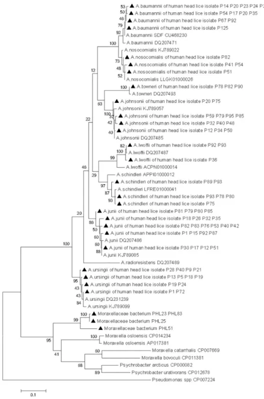 Fig 5. Maximum-likelihood phylogenetic tree based on 440-bp fragment rpoB gene of the