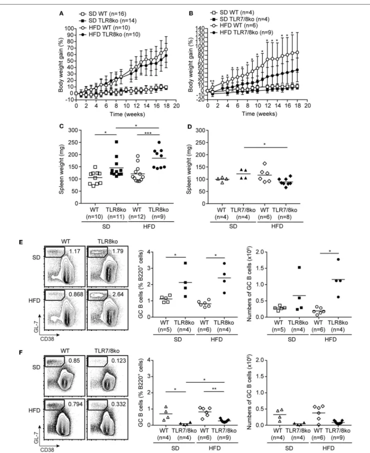 FIGURE 1 | Body weight gain over time of (A) TLR8ko or (B) TLR7/8ko mice and their respective WT control mice fed a standard diet (SD) or a high fat diet (HFD).