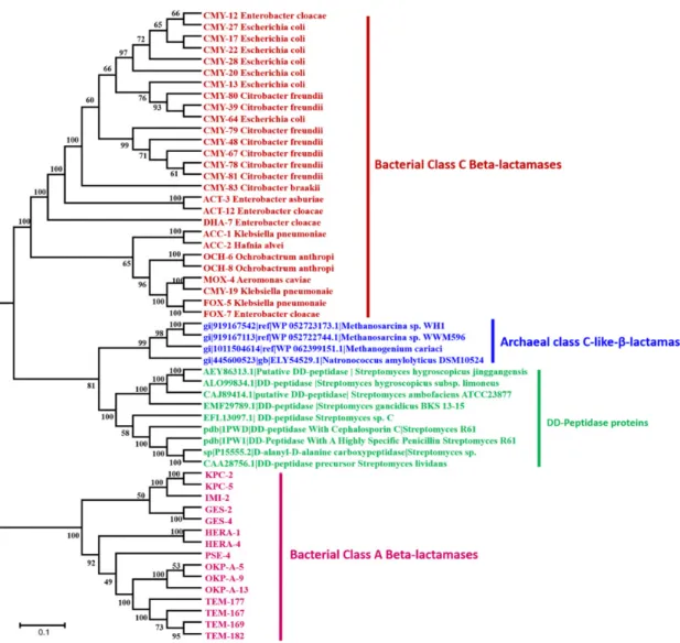 Figure 4. Phylogenetic Tree of Class C β-lactamases and DD-peptidases proteins (penicillin binding  proteins)