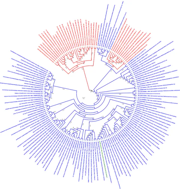 Figure 1. Phylogenetic Tree of Class B β-lactamases from archaea and bacteria. Archaeal sequence  colored in green is the one expressed and experimentally tested