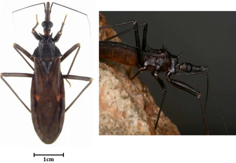 Fig 2. Pictures of alive and dead Eratyrus mucronatus in its environment and dried on paper.