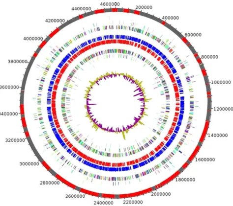 Table 1.   Properties of the Y. pestis Algeria3 genome.