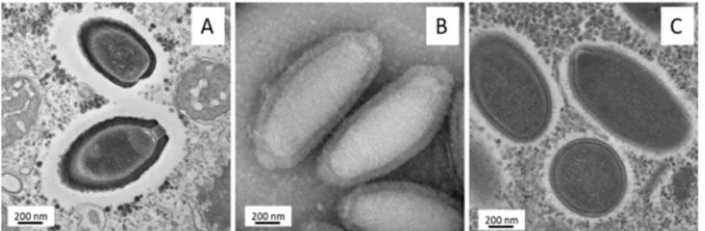 Figure 5. Transmission electron microscopy of Pithovirus massiliensis  (A),  Cedratvirus A11 (B), and  Orpheovirus particles (C)